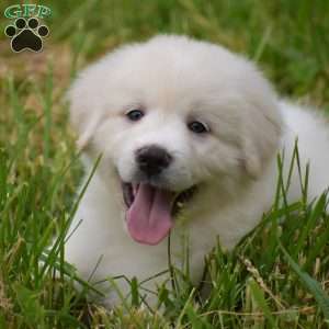 Whitlock, Great Pyrenees Puppy
